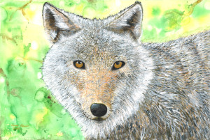 coyote with green background